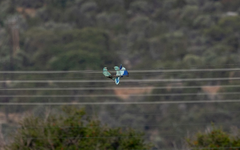 Rollers, 1/2000 sec, f/7.1, 500 mm, ISO 500