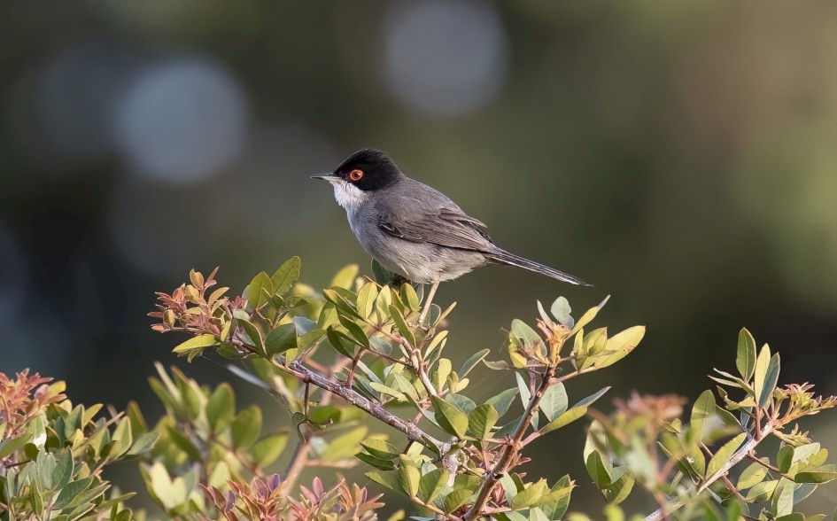 Sardinian Warbler, 1/640 sec, f/7.1, 500 mm, ISO 2000