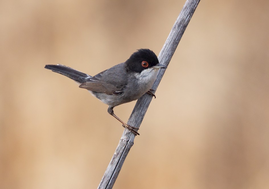 Sardinian Warbler , 1/500 sec, f/7.1, 500 mm, ISO 400