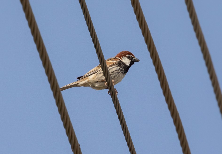 Spanish Sparrow, 1/2000 sec, f/7.1, 500 mm, ISO 400