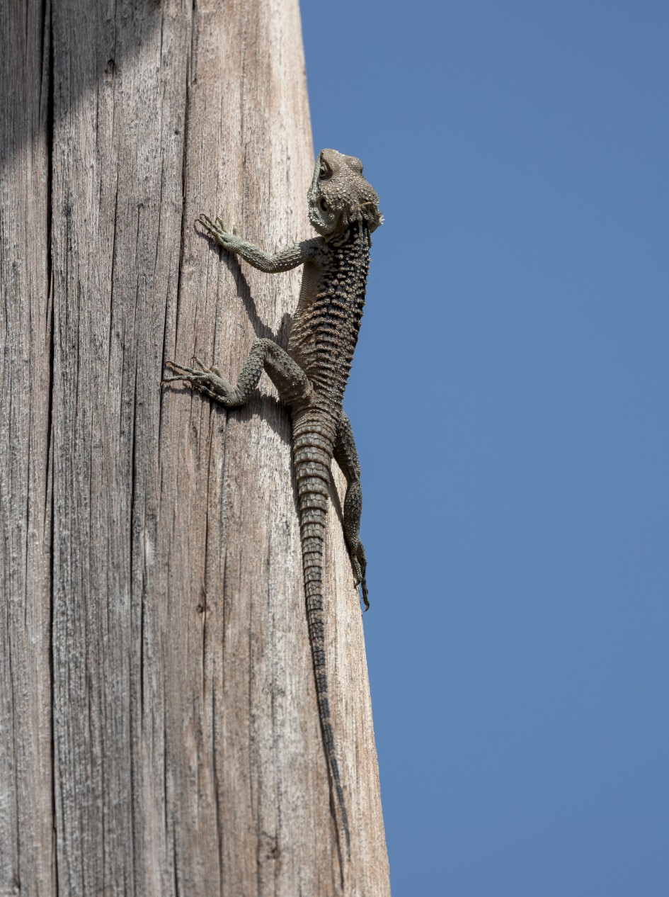 Agami Lizard, 1/500 sec, f/7.1, 500 mm, ISO 100