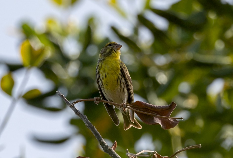 Serin-, 1/500 sec, f/7.1, 500 mm, ISO 200