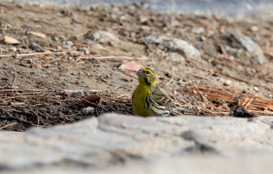 Serin, 1/500 sec, f/7.1, 500 mm, ISO 500