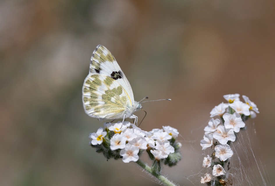 Wood White, 1/640 sec, f/7.1, 500 mm, ISO 100