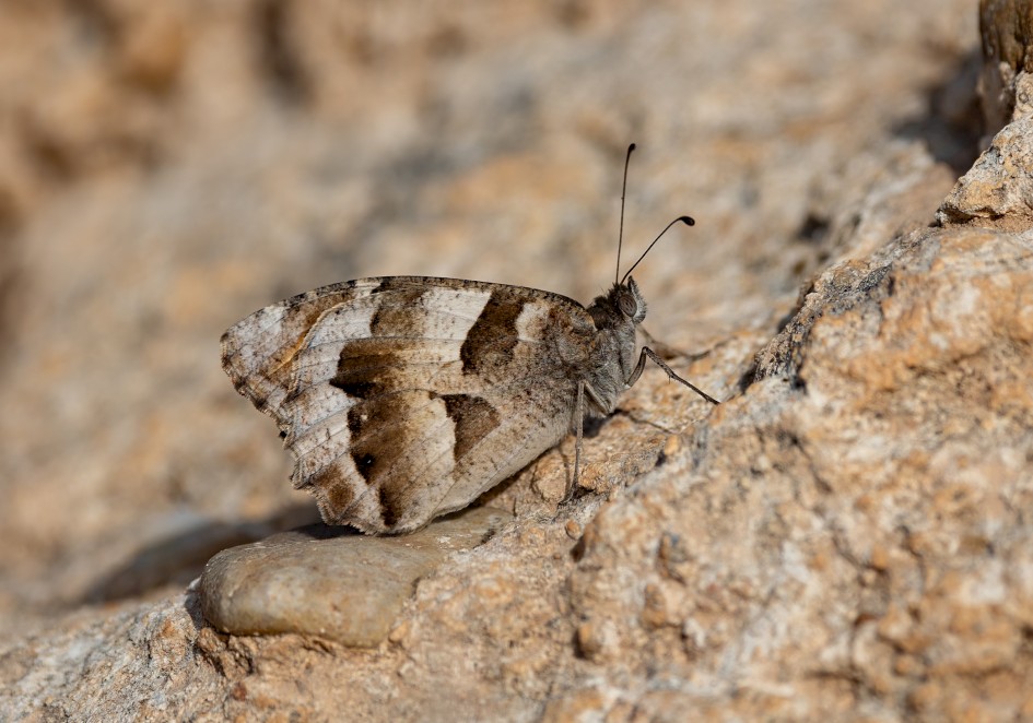 Great Banded Grayling, 1/800 sec, f/7.1, 500 mm, ISO 100