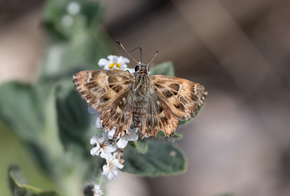 Mallow Skipper, 1/2000 sec, f/7.1, 500 mm, ISO 640