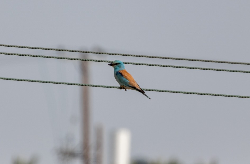 Roller, 1/640 sec, f/7.1, 500 mm, ISO 100