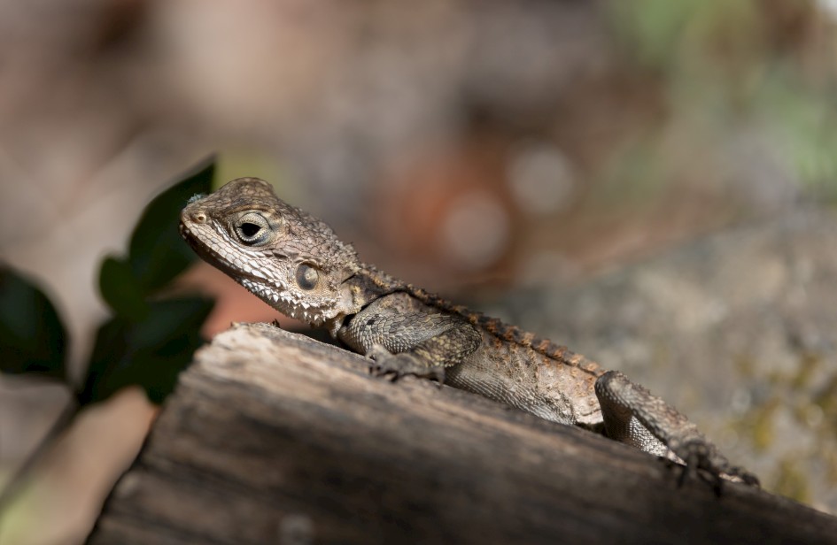 Agami, 1/500 sec, f/7.1, 500 mm, ISO 160