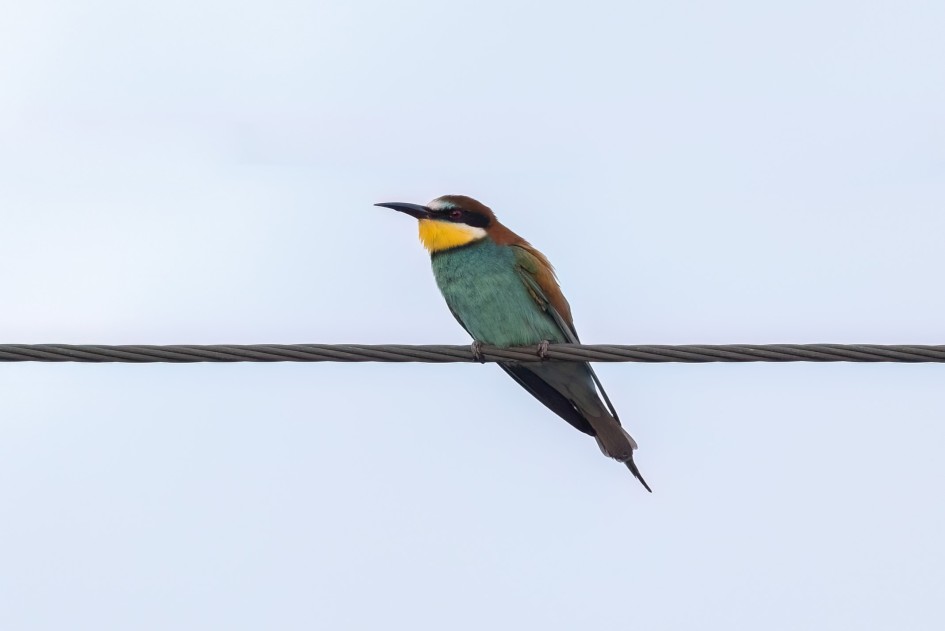 Bee-eater, 1/500 sec, f/7.1, 500 mm, ISO 640