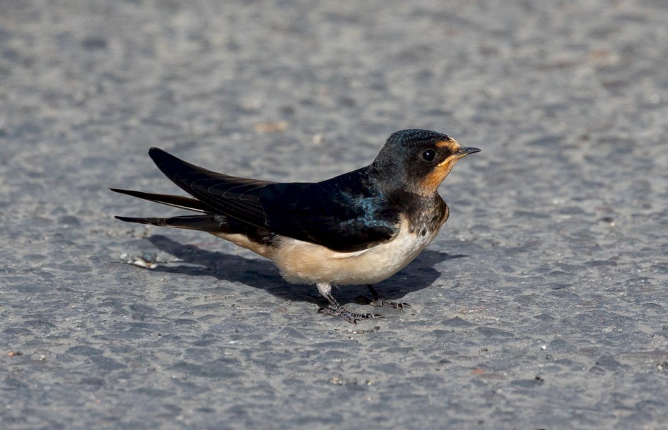 Swallow, 1/2000 sec, f/7.1, 500 mm, ISO 640