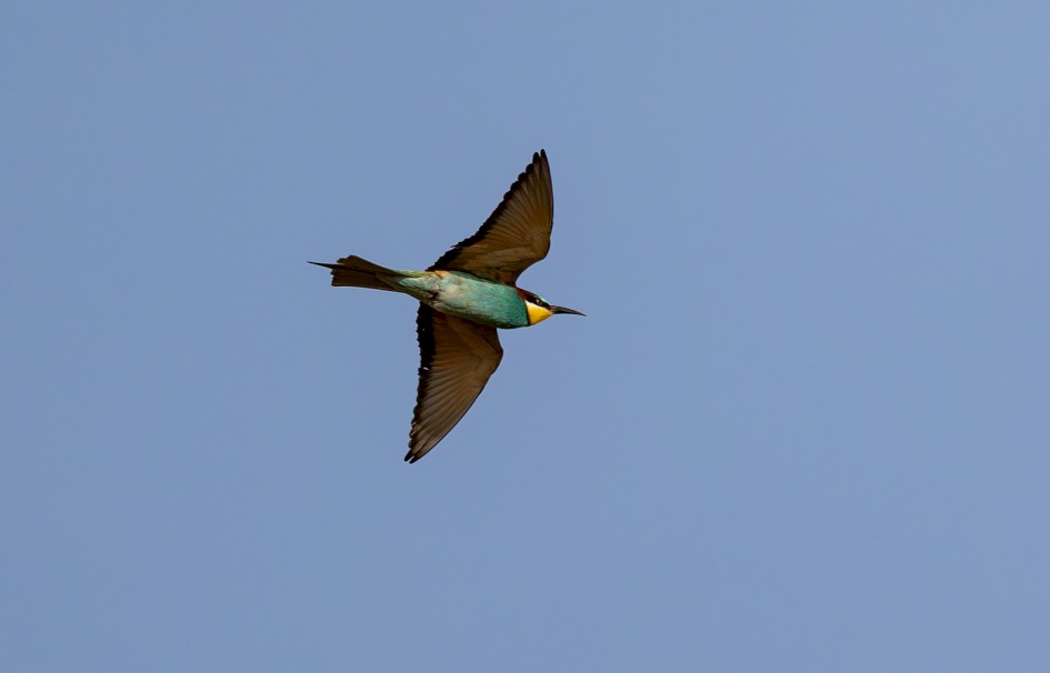 Bee-eater, 1/640 sec, f/7.1, 500 mm, ISO 125
