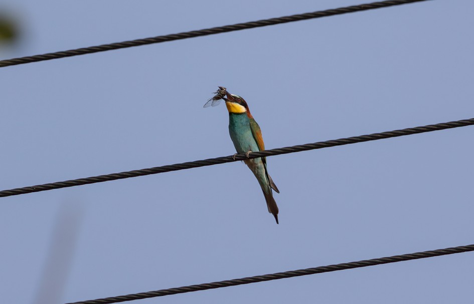 Bee-eater With Cicada, 1/500 sec, f/7.1, 500 mm, ISO 100