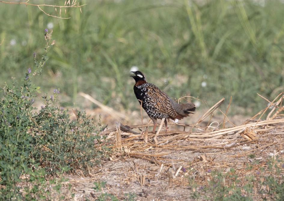 Black Francolin , 1/640 sec, f/7.1, 500 mm, ISO 320