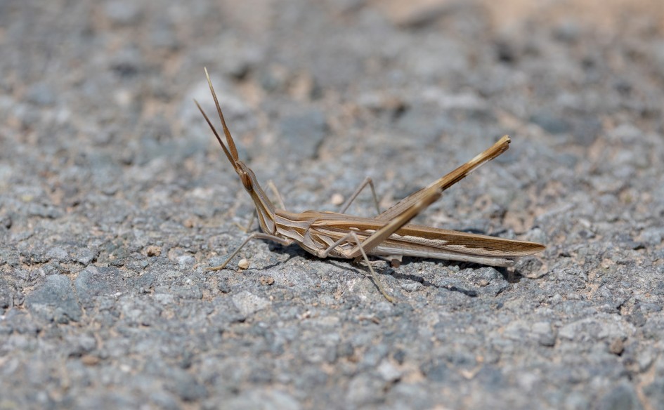 Cone-headed Grasshopper, 1/800 sec, f/7.1, 500 mm, ISO 100