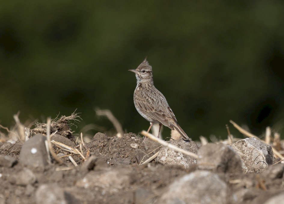 Crested Lark, 1/640 sec, f/7.1, 500 mm, ISO 160