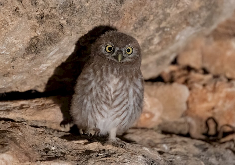 Little Owl-, 1/60 sec, f/6.3, 451 mm, ISO 25600