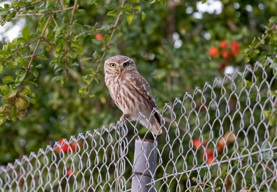 Little Owl, 1/640 sec, f/7.1, 500 mm, ISO 8000
