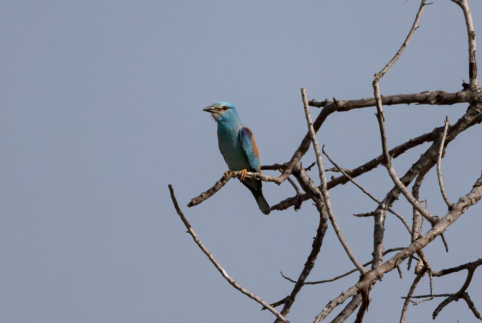 Roller, 1/2000 sec, f/7.1, 500 mm, ISO 320