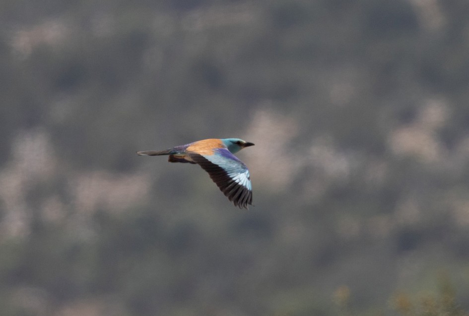 Roller , 1/2000 sec, f/7.1, 500 mm, ISO 800