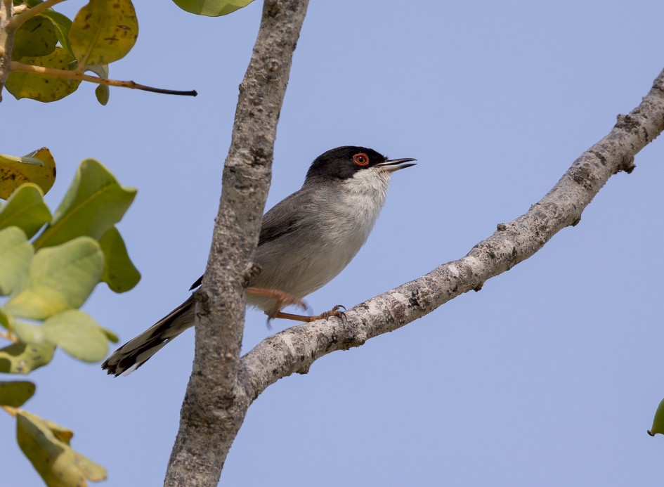 Sardinian Warbler, 1/500 sec, f/7.1, 500 mm, ISO 125