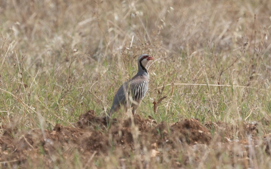 Chukar, 1/500 sec, f/7.1, 500 mm, ISO 125