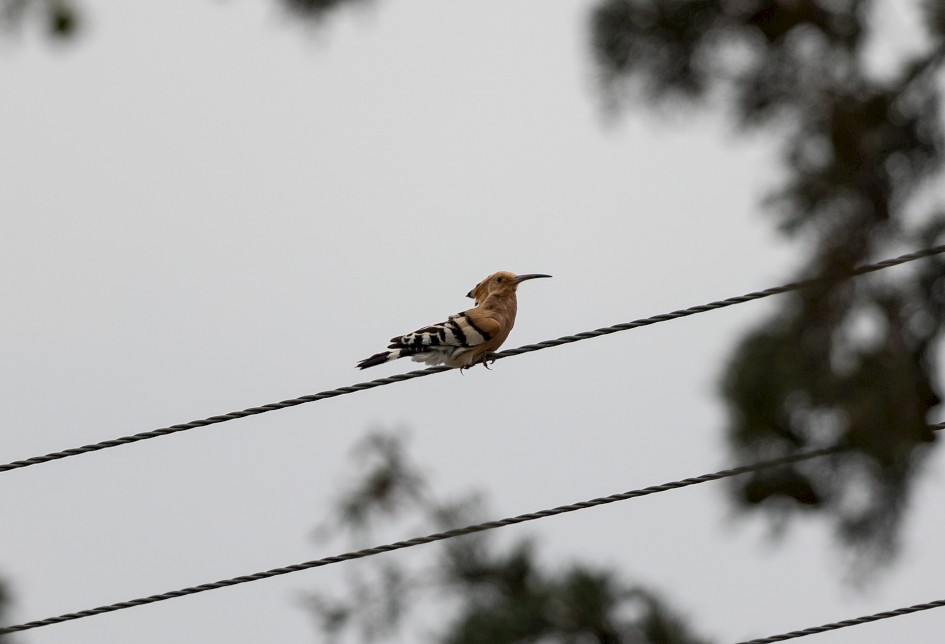 Hoopoe, 1/500 sec, f/7.1, 500 mm, ISO 100