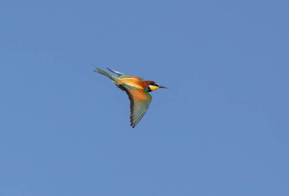Bee-eater, 1/2500 sec, f/7.1, 500 mm, ISO 640