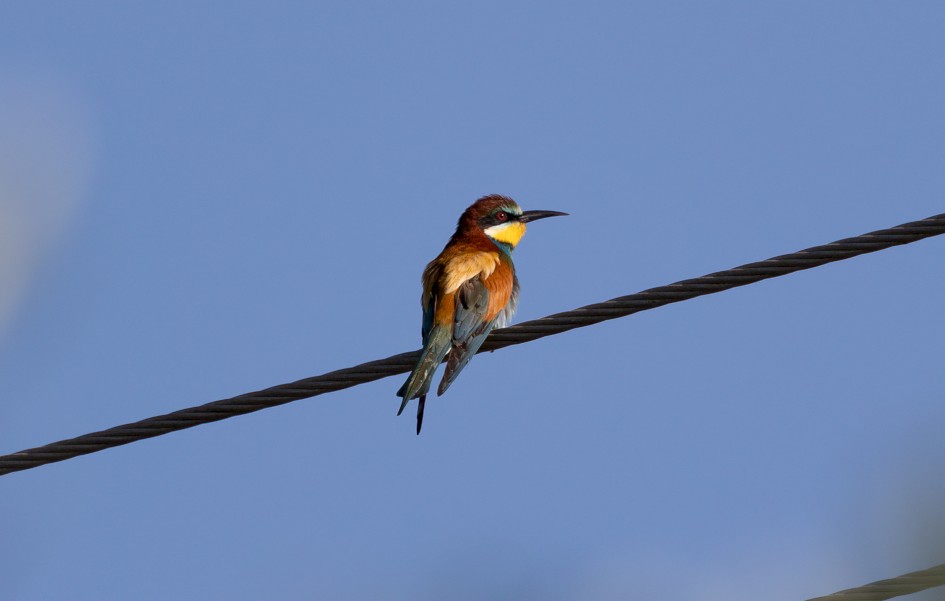 Bee-eater , 1/2500 sec, f/7.1, 500 mm, ISO 500