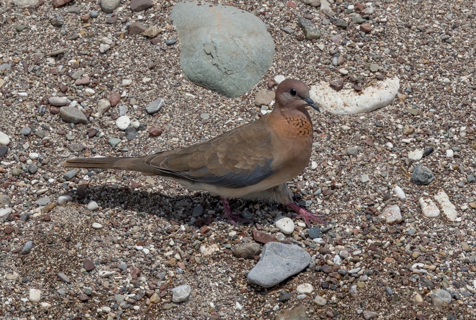 Laughing Dove, 1/800 sec, f/7.1, 500 mm, ISO 100