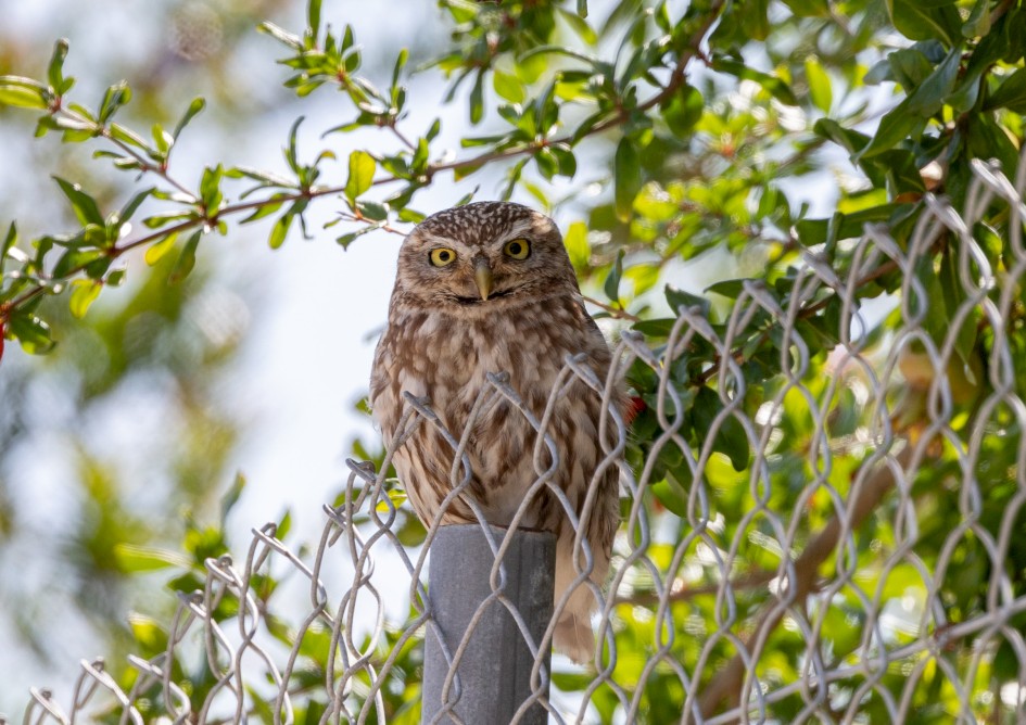Little Owl, 1/640 sec, f/7.1, 500 mm, ISO 320