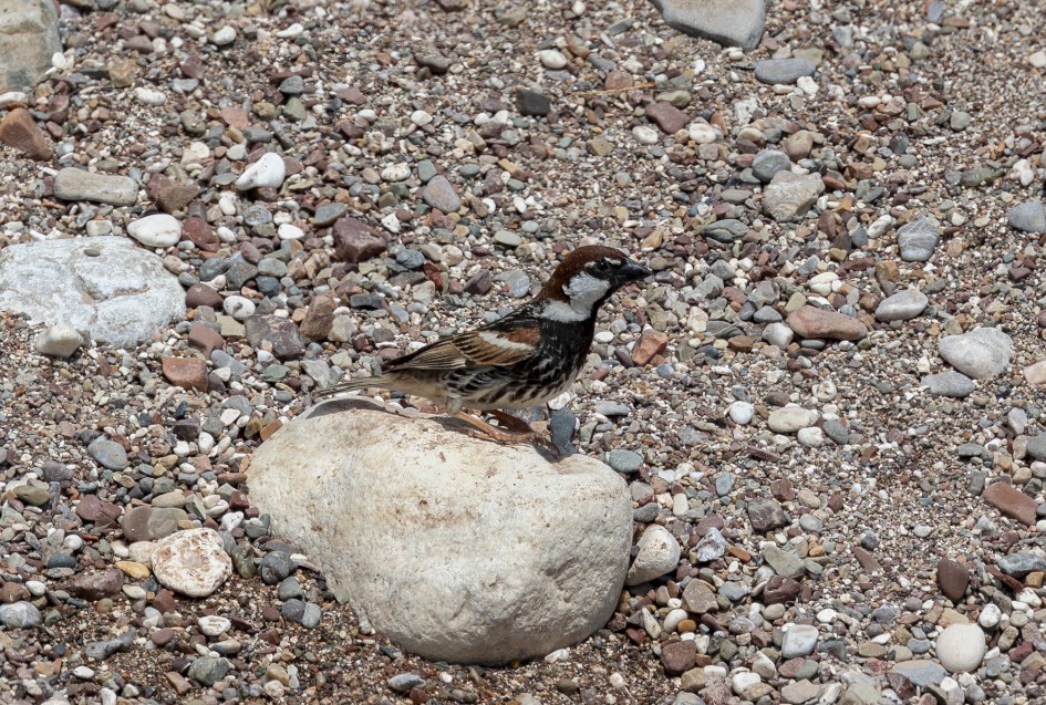 Spanish Sparrow, 1/800 sec, f/7.1, 500 mm, ISO 100