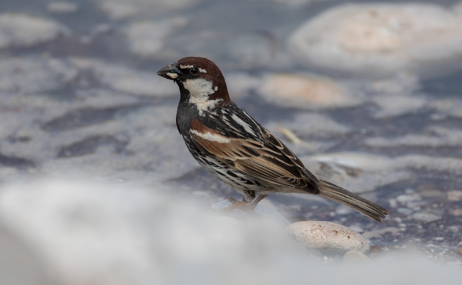 Spanish Sparrow , 1/640 sec, f/7.1, 500 mm, ISO 200