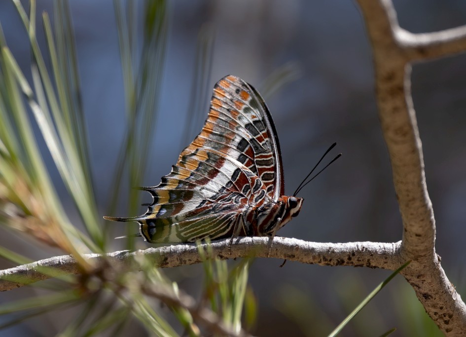 Two-tailed Pasha, 1/640 sec, f/7.1, 500 mm, ISO 160