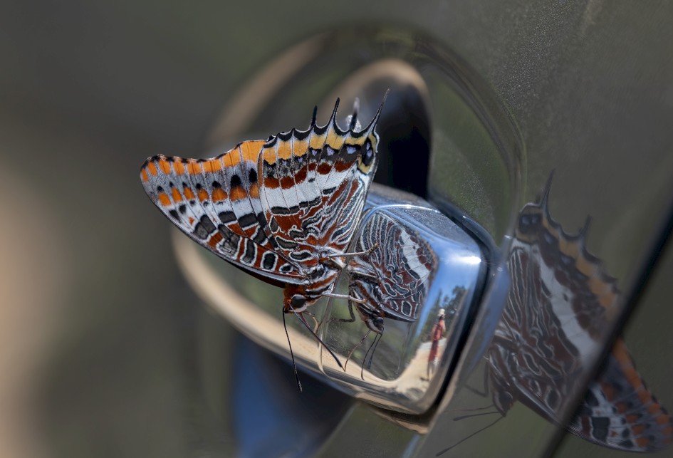 Two-tailed Pasha , 1/640 sec, f/7.1, 500 mm, ISO 400