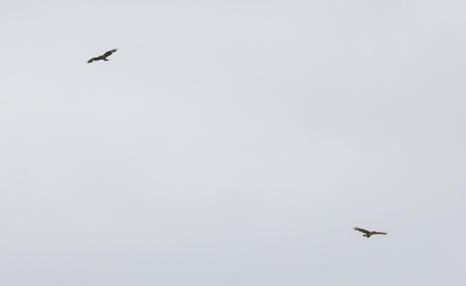 Buzzards, 1/500 sec, f/7.1, 500 mm, ISO 125