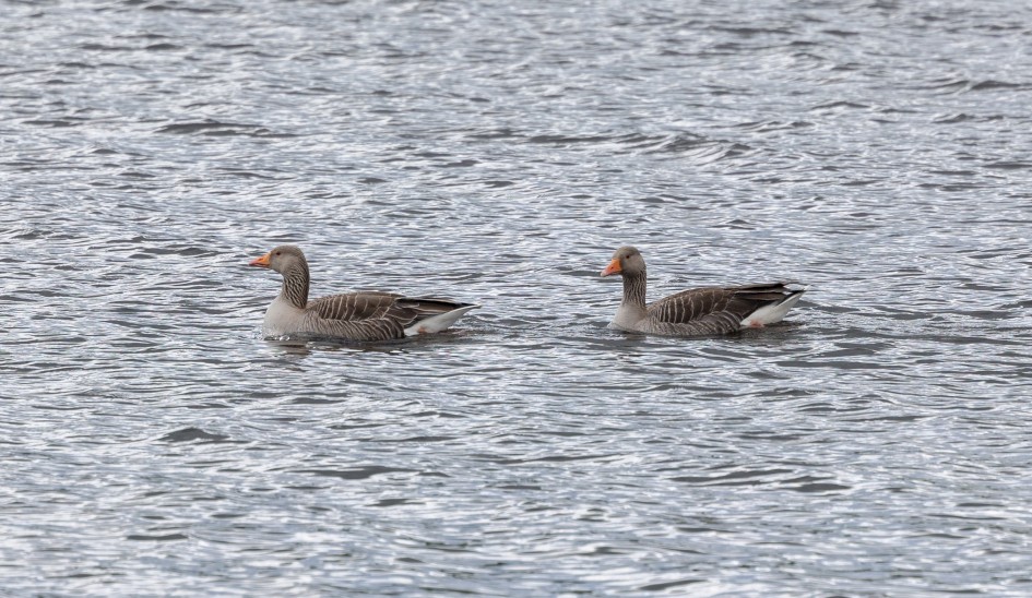 Greylag Geese, 1/500 sec, f/7.1, 500 mm, ISO 200