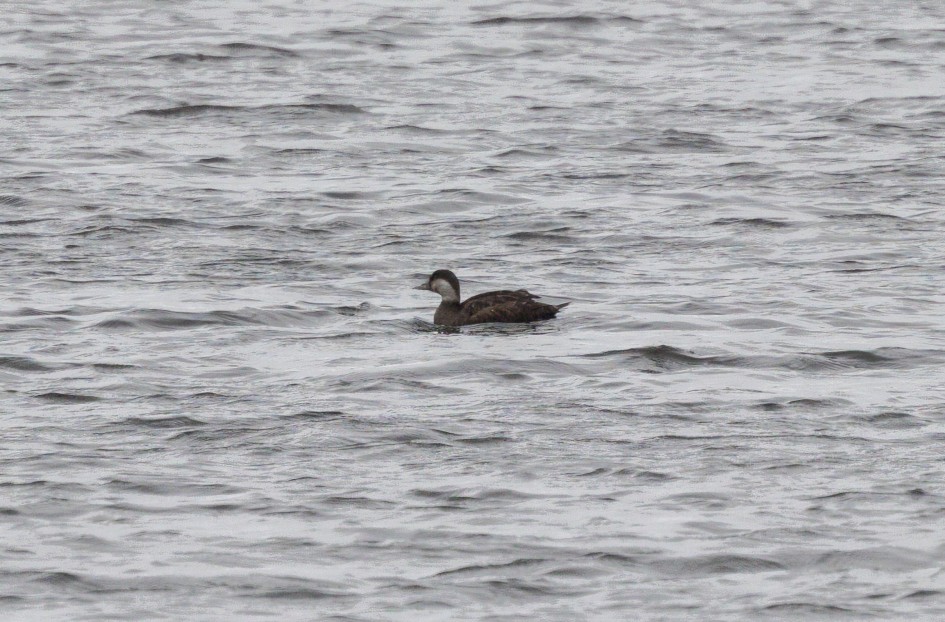 Common Scoter, 1/500 sec, f/7.1, 500 mm, ISO 1000