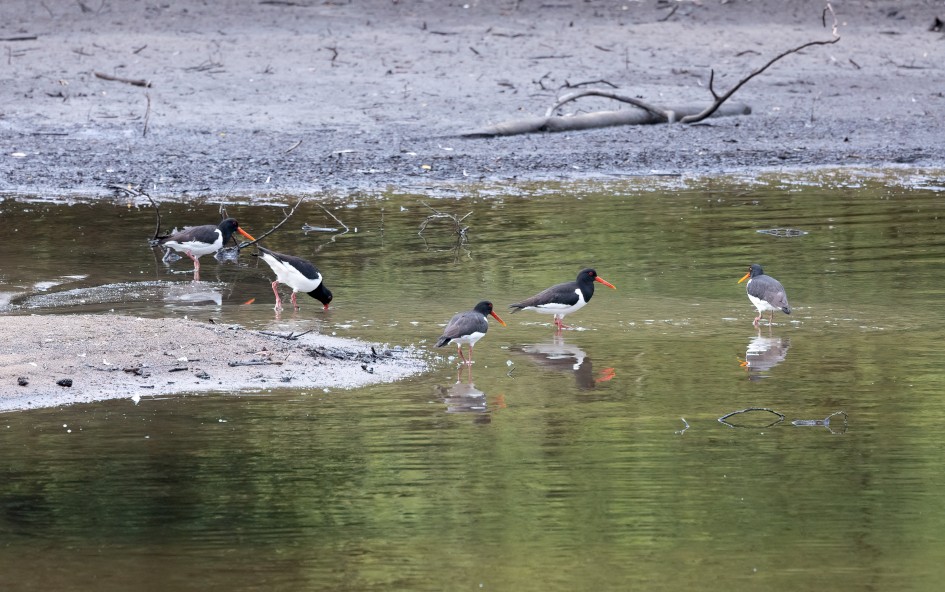 Oystercatchers, 1/640 sec, f/7.1, 500 mm, ISO 2500