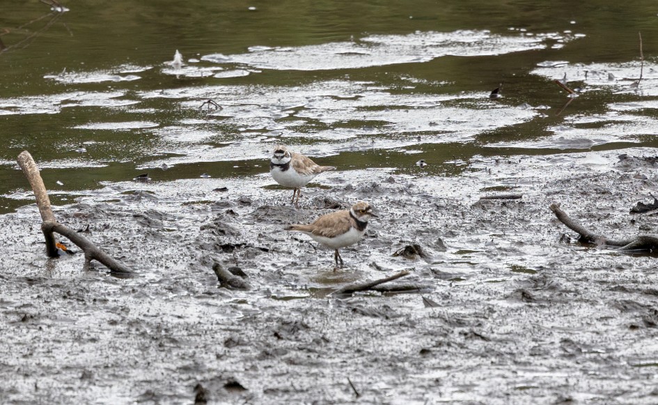 Little Ringed Plovers, 1/640 sec, f/7.1, 500 mm, ISO 800