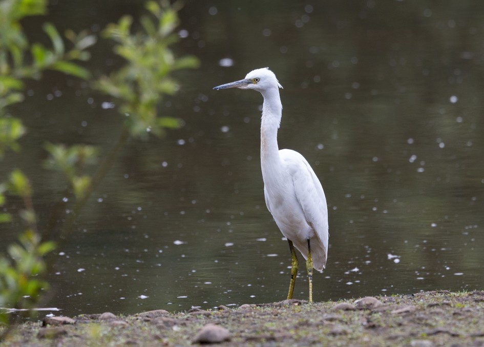 Little Egret, 1/640 sec, f/7.1, 500 mm, ISO 1000