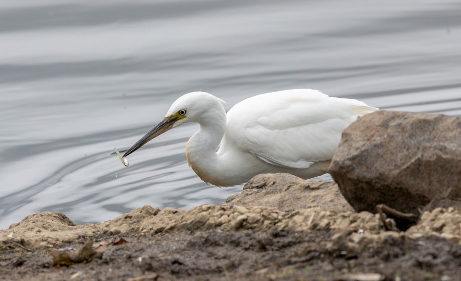 Little Egret, 1/500 sec, f/7.1, 500 mm, ISO 320