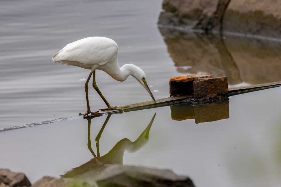 Little Egret , 1/500 sec, f/7.1, 500 mm, ISO 320