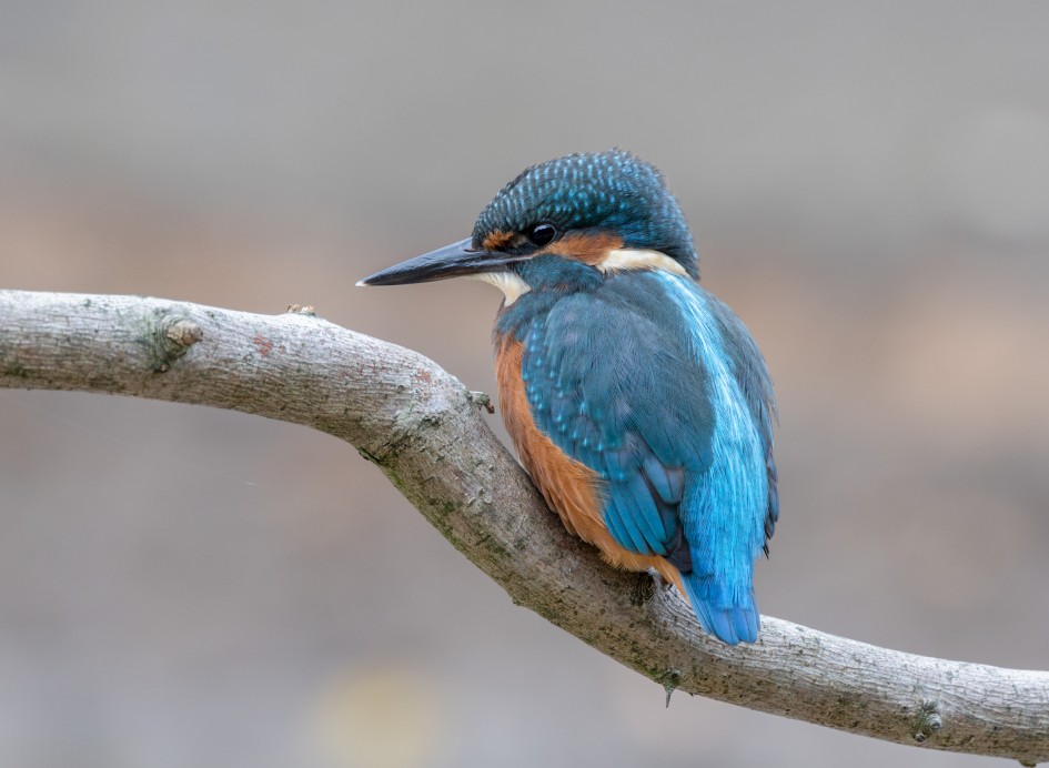 Kingfisher, 1/80 sec, f/7.1, 500 mm, ISO 250