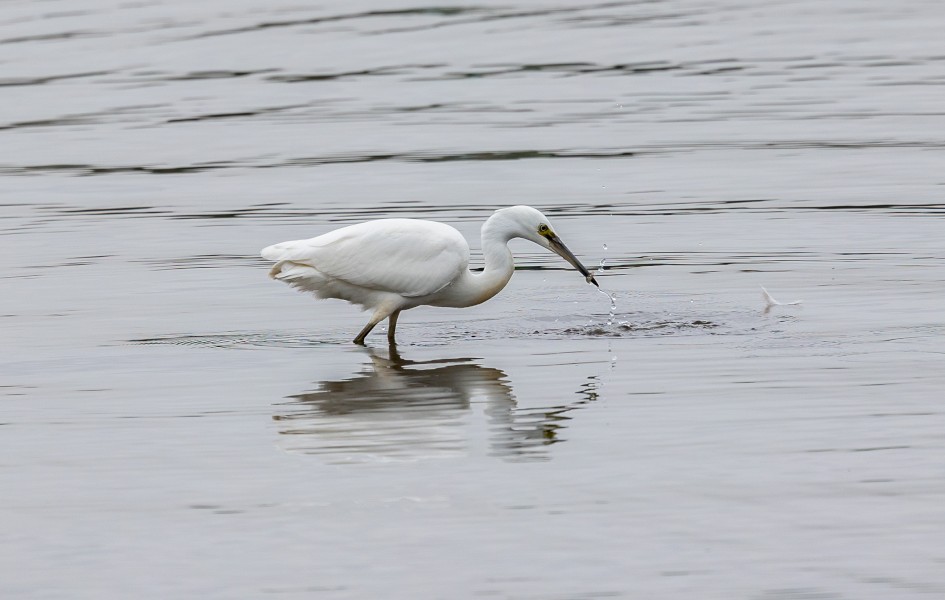 Little Egret, 1/640 sec, f/7.1, 500 mm, ISO 320
