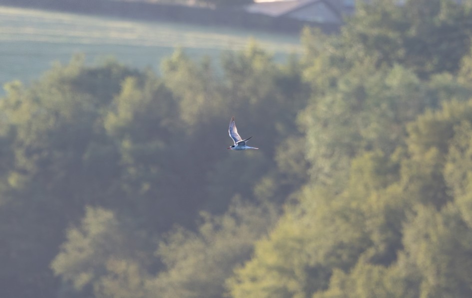 Common Tern, 1/500 sec, f/7.1, 500 mm, ISO 640