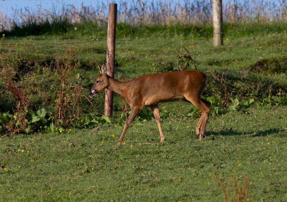 Roe Deer, 1/500 sec, f/7.1, 500 mm, ISO 250