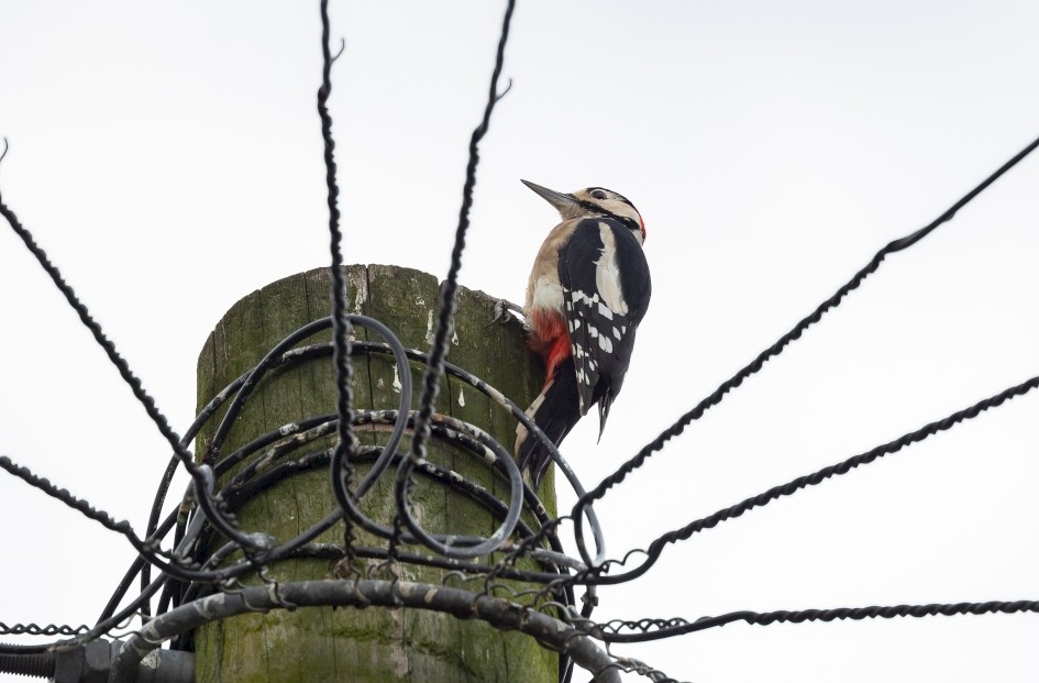 Great Spotted Woodpecker, 1/500 sec, f/7.1, 500 mm, ISO 320