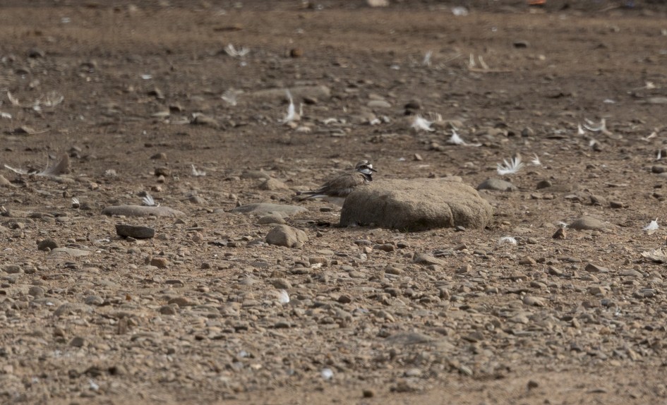 Little Ringed Plover, 1/500 sec, f/7.1, 500 mm, ISO 160
