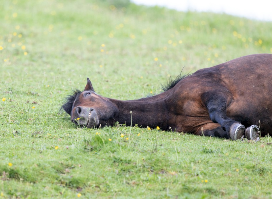 Absolutely Shattered, 1/640 sec, f/7.1, 500 mm, ISO 1600