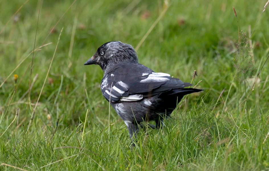 Partial Albino Jackdaw, 1/500 sec, f/7.1, 500 mm, ISO 400